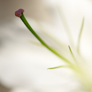 DSC 8368, D3, ZF2/100, f2