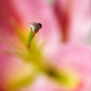 DSC 8417, D3, ZF2/100, f2