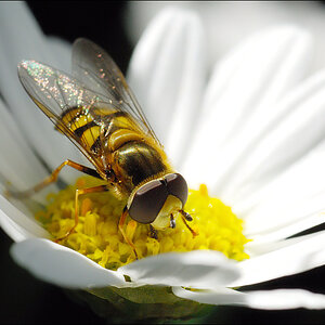 Schwebfliegen D2X 3369 1
· http://www.nikon-fotografie.de/vbulletin/showthread.php?t=102499
· http://www.nikon-fotografie.de/vbulletin/showpost.php?p=