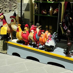 THE ROOSTERS...