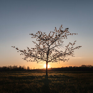 Sunset Behind Cherry Tree
