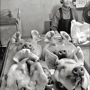 comp_Schweinegesichter.jpg