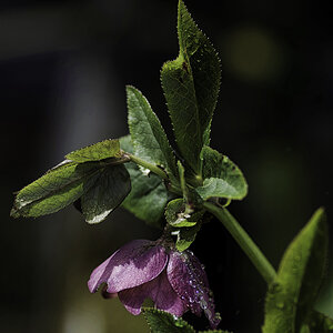 Christrose nach dem Regen.jpg