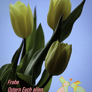 Frohe Ostern.jpg