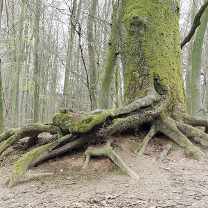 Buche auf Sandhügel.jpg