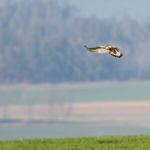 FalkeFlatterflug-.jpg