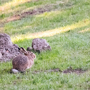 Osterhase-.jpg