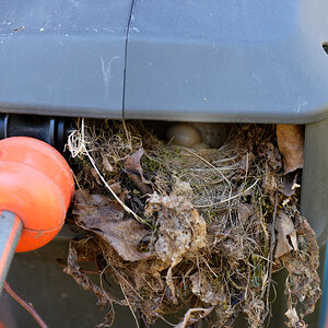 Amsel 3 Eier.jpg