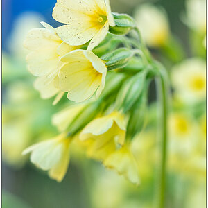 126 Frühling in der Bünte – Schlüsselblume