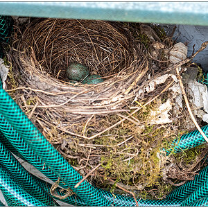 128 Amsel II