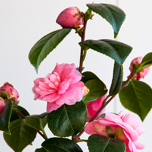 20220418-DSC_6332.jpg