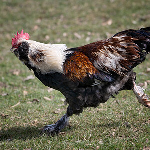renn-goggel-1.jpg