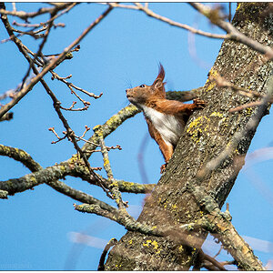 134 In der Bünte – Eichhörnchen I