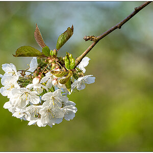 143 In der Bünte – Zierkirschenblüte