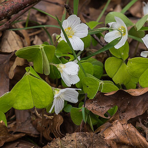 Waldsauerklee (1 von 1).jpg