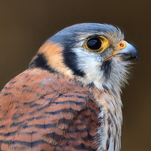 buntfalke_1200.jpg