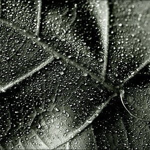 comp_Leaf1.jpg