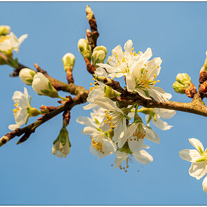 166 In der Bünte – Pflaumenbaumblüten I