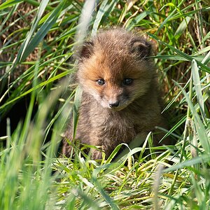 Jungfuchs