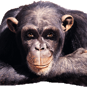 Affe Alles ok.gif