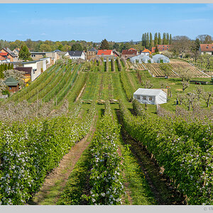 Obstplantage im Havelland
