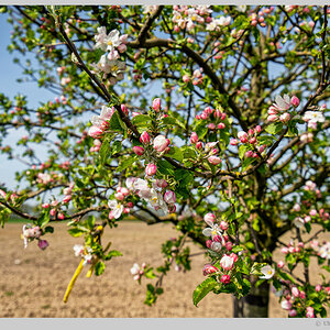 Baumblüte im Havelland