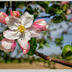 Baumblüte im Havelland