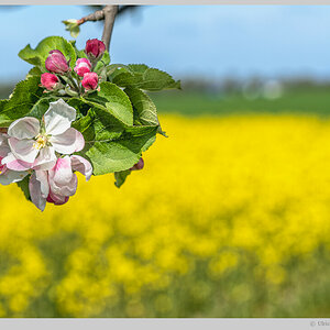 Baumblüte im Havelland