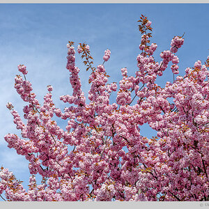 Baumblüte im Havelland