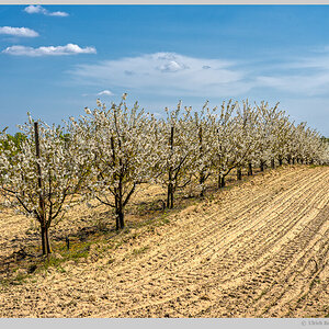 Baumblüte im Havelland