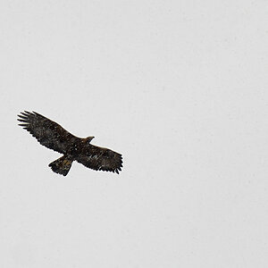 Steinadler_Hirschberg_1200px 1.jpg