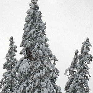 Steinadler_Hirschberg_1200px.jpg