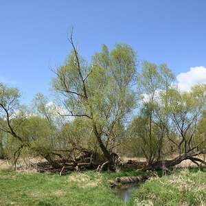 DSC_1998.JPG