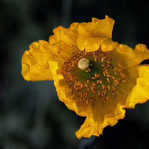 Gelbe Blüte
