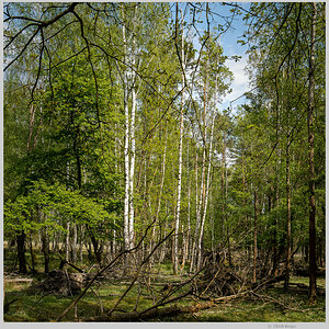 Birken im Naturpark