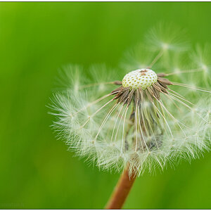 183 In der Bünte – Pusteblume
