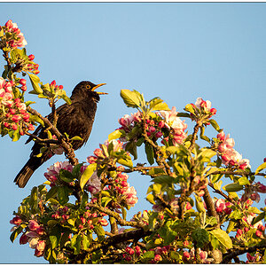 187 In der Bünte – Amsel im Abendlicht auf Nachbras Apfelbaum