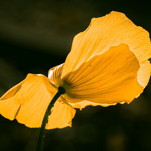 Kaukasischer Mohn