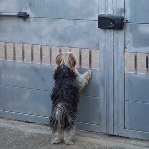 Hunde-Fernsehen.1.jpg