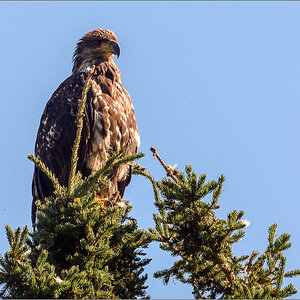 Alaska_2018-1181-Bearbeitet.jpg