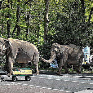 Zurück aus dem Wakd in den Zoo- der tägliche Spaziergang....jpg