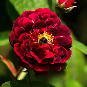 Rose "Tuscany" mit Besucher
