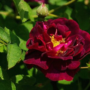 Historische Rose "Tuscany"
