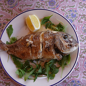 Fisch.4.jpg