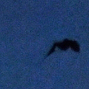 Fledermaus2.jpg