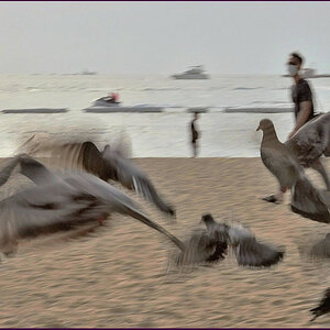 comp_MotionBirds.jpg