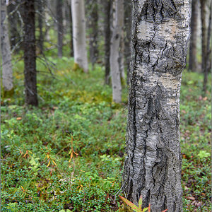 Alaska_2018-0416.jpg