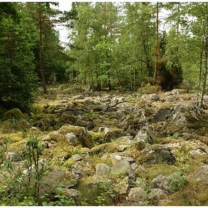 Typisch schwedischer Waldboden