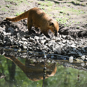 Hier war doch gestern auch was Leckeres gewesen...DSC_3312.jpg
