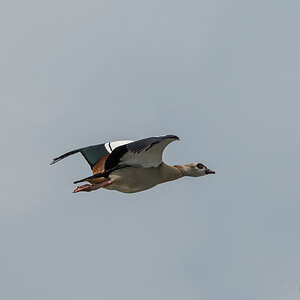 20220517-D50_7774-Bearbeitet-Bearbeitet.jpg